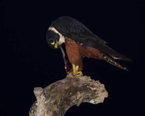 Falconiformes. sub Falconidae - sub fam Falconinae - gênero Falco - Página 3 Bat-falcon-dining