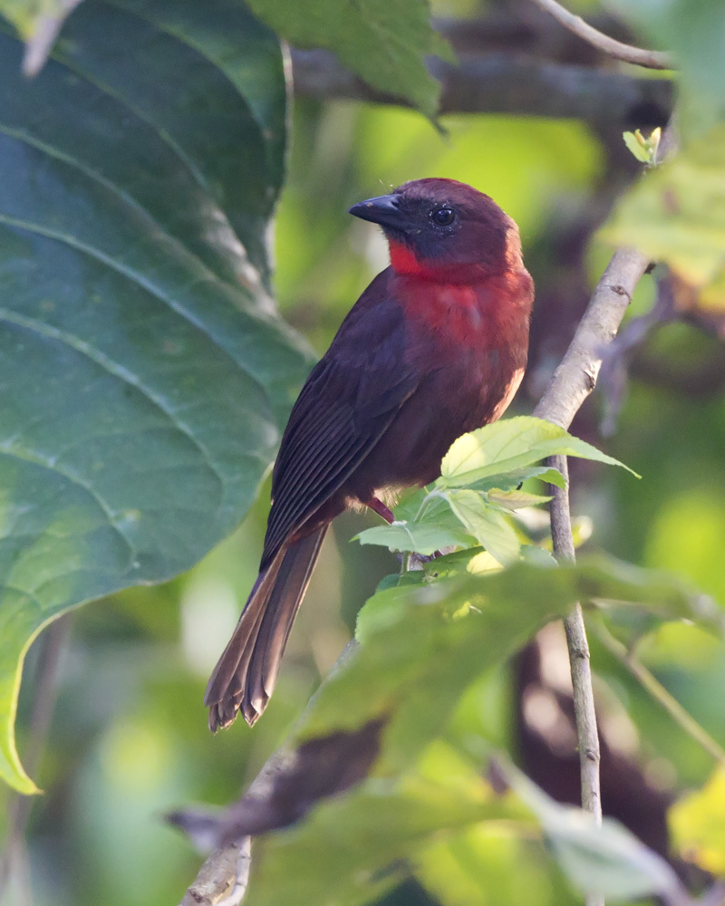  - red-throated-ant-tanager1