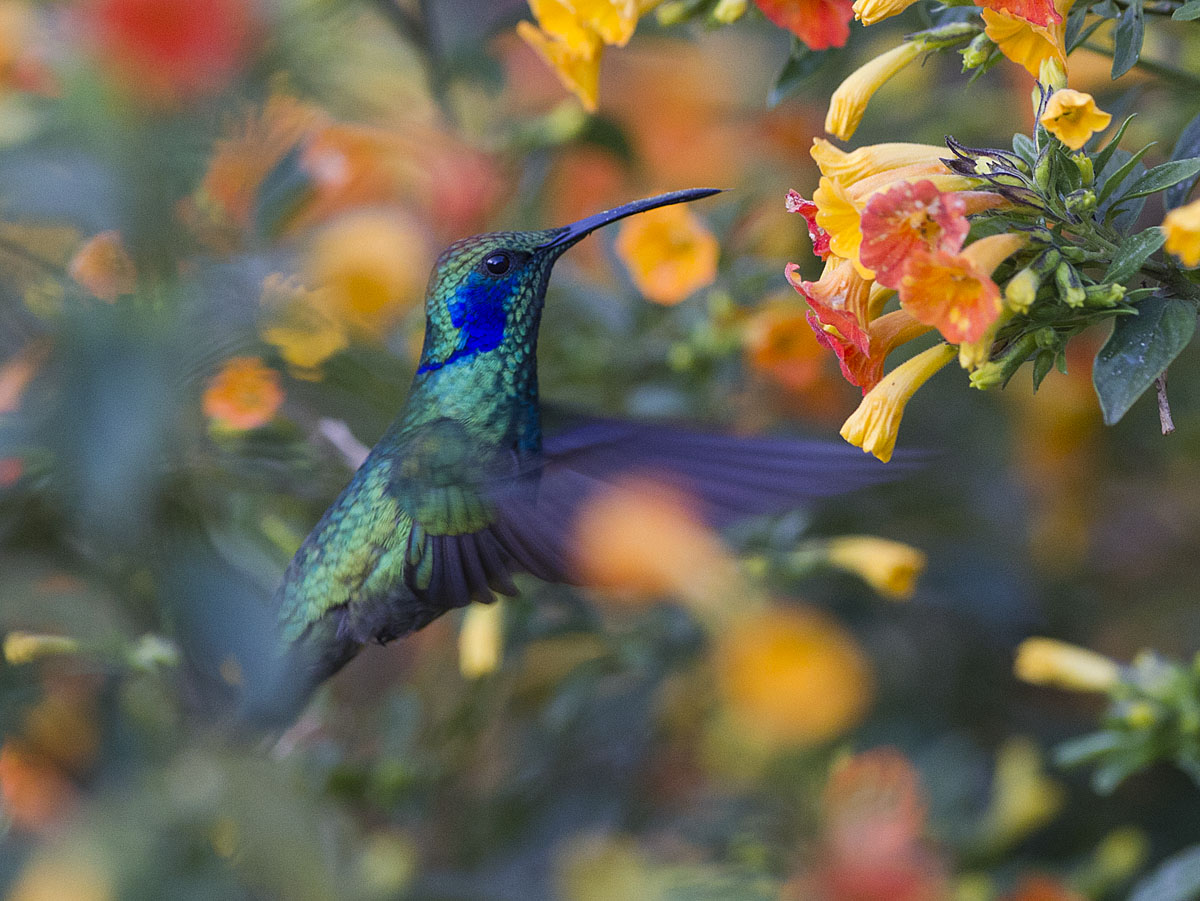 Hummingbirds And Flowers Violet eared hummingbird-los